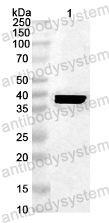 Anti-Wheat Tri a 14/ltp157 Polyclonal Antibody