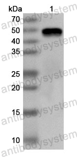 Anti-Peanut Ara h 1 Polyclonal Antibody