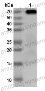 Anti-Peanut Ara h 1 Polyclonal Antibody