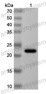 Anti-Peanut Ara h 1 Polyclonal Antibody