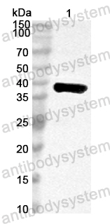 Anti-Arizona cypress Cup a 1 Polyclonal Antibody
