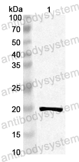 Anti-Cherry PRUA1/Pru av 1 Polyclonal Antibody