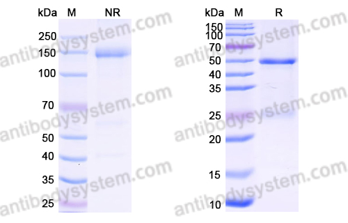 Anti-FMC63 scFv Monoclonal Antibody (SAA1996)