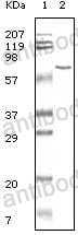 Anti-BSA Antibody (R2Y25)