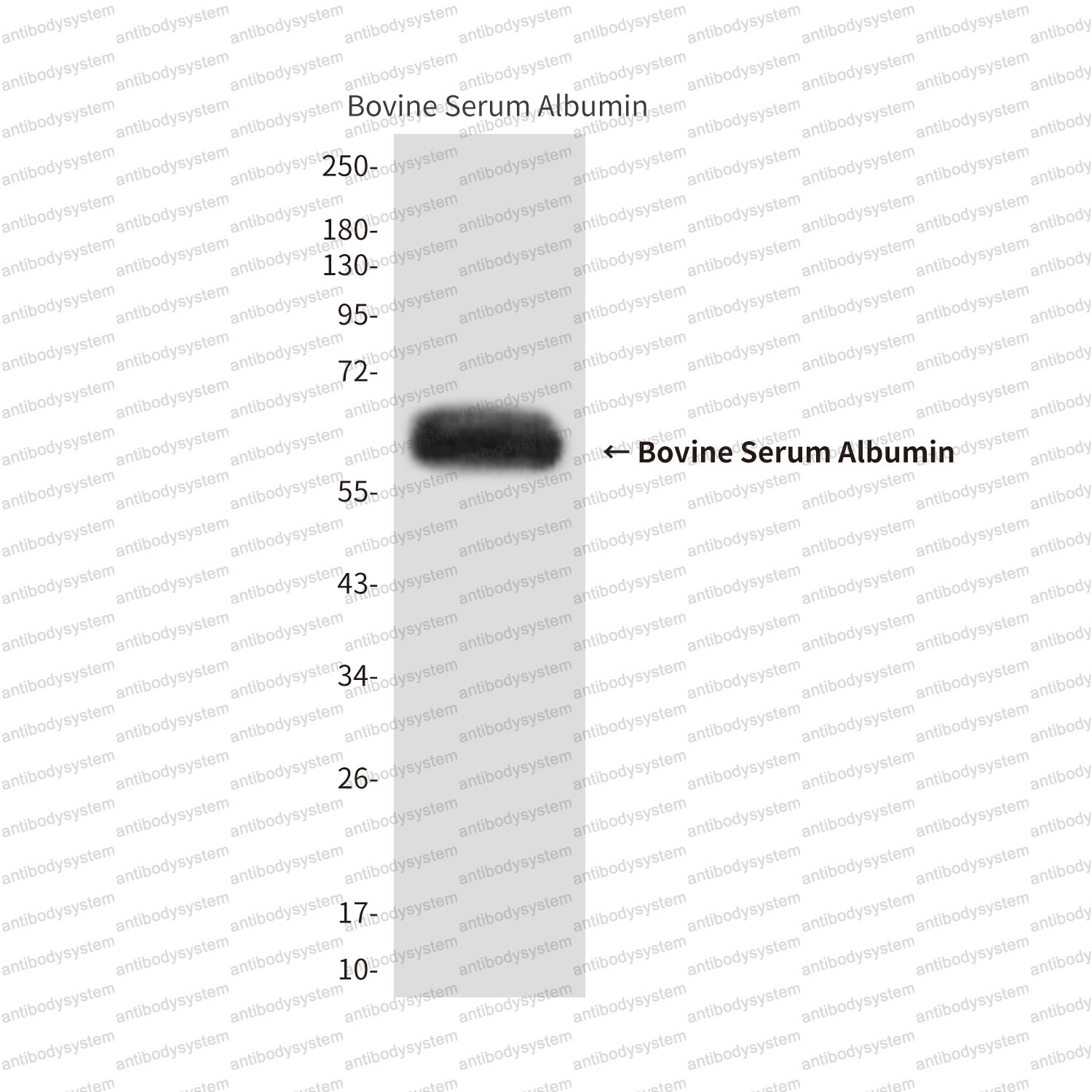 Anti-BSA Antibody (R2Y26)