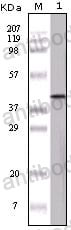 Anti-OVA/Ovalbumin Antibody (R3Y51)