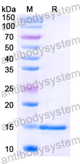 Anti-Chick LYZ/Lysozyme C Nanobody (SAA1158)