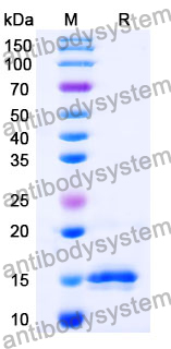 Anti-Chick LYZ/Lysozyme C Nanobody (SAA0887)