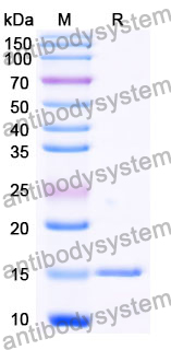 Anti-Wild turkey LYZ/Lysozyme C Nanobody (SAA0888)