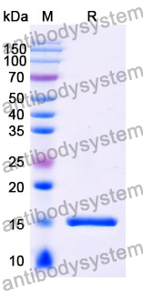 Anti-Chick LYZ/Lysozyme C Nanobody (SAA0896)