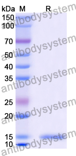 Anti-Chick LYZ/Lysozyme C Nanobody (SAA0897)