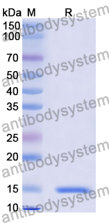 Anti-Chick LYZ/Lysozyme C Nanobody (SAA0898)