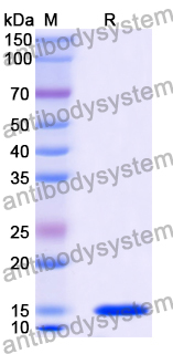 Anti-Chick LYZ/Lysozyme C Nanobody (SAA1113)