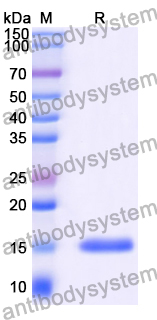 Anti-BC2-tag (PDRKAAVSHWQQ) Nanobody (SAA1411)