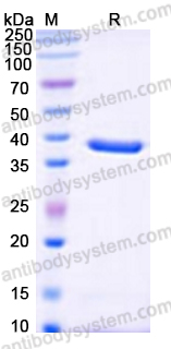 Anti-BC2 Tag (PDRKAAVSHWQQ) Antibody (SAA2177)