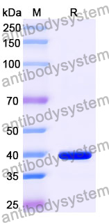 Anti-6X His Tag (HHHHHH) Antibody (FY12)