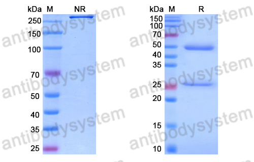 Anti-RNA Antibody (D44)