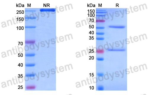 Anti-RNA Antibody (Bl3-6)