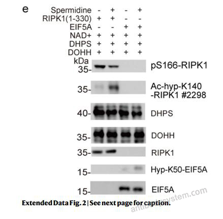 Western Blot for Anti-Hypusine antibody (Hpu24) ?>