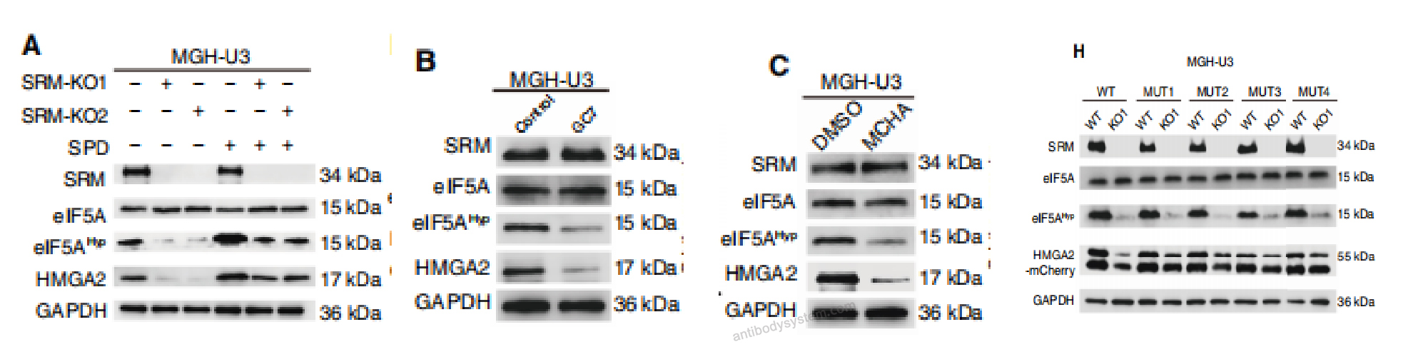 Western Blot for Anti-Hypusine antibody (Hpu24) ?>