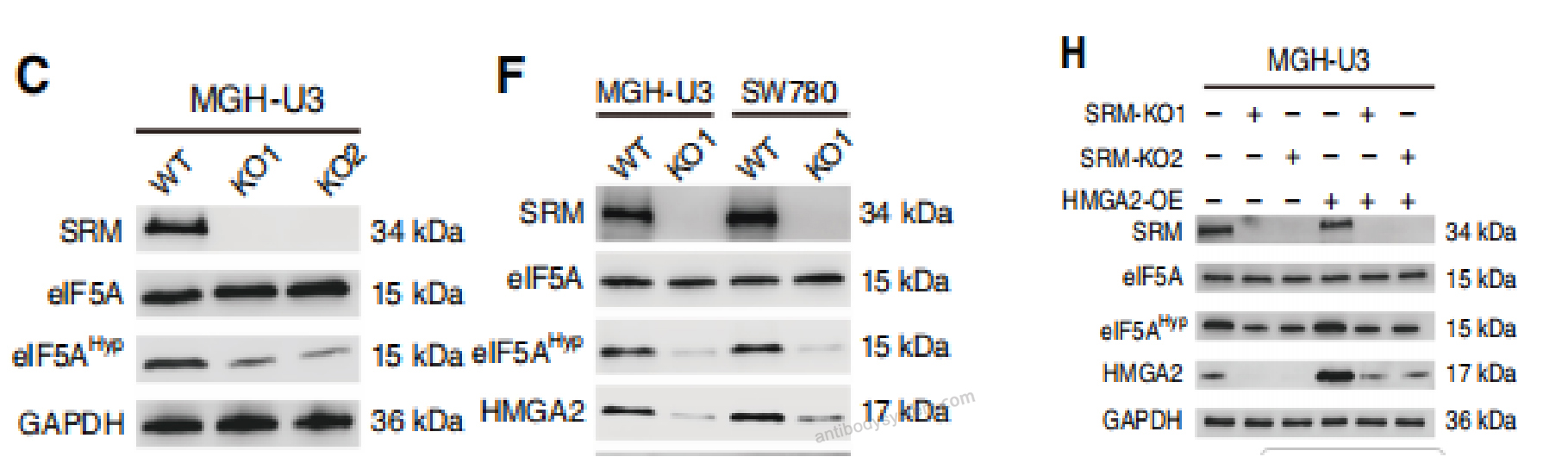 Western Blot for Anti-Hypusine antibody (Hpu24) ?>