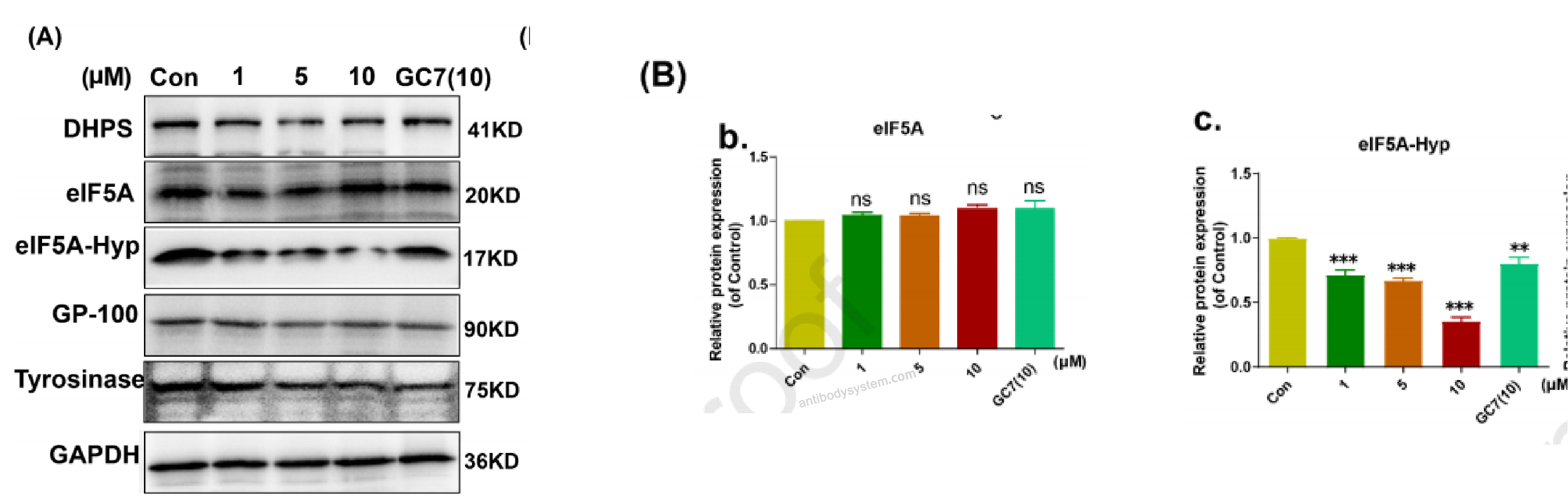 Western Blot for Anti-Hypusine antibody (Hpu24) ?>