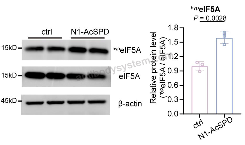 WB for Anti-Hypusine antibody (Hpu24) ?>