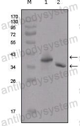 Anti-Flag Tag Antibody (R3Y40)