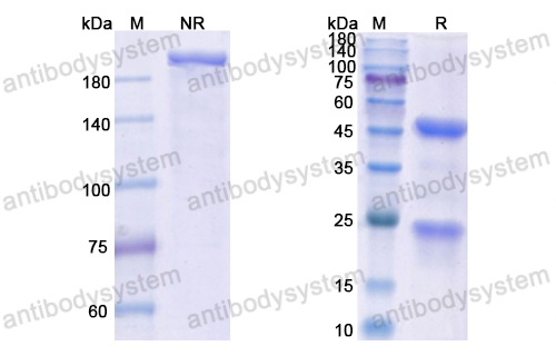 Anti-NeuGcGM3/GM3 Antibody (14F7)
