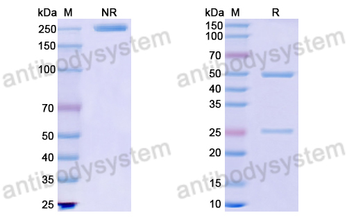 Anti-DNA Antibody (17s.74)