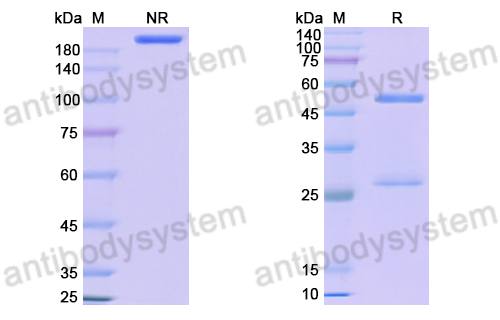 Anti-DNA Antibody (83.22)