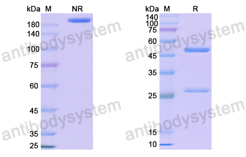 Anti-DNA Antibody (111.1)