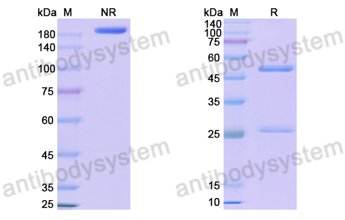 Anti-DNA Antibody (165.27)