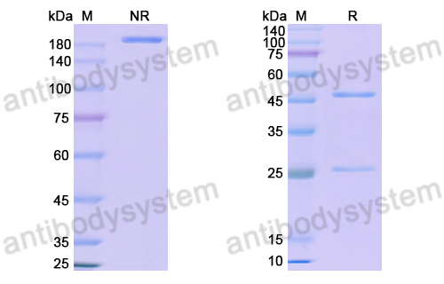 Anti-DNA Antibody (P17.79)