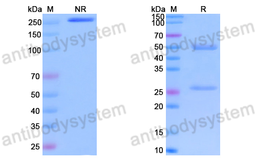 Anti-DNA Antibody (P17.80)