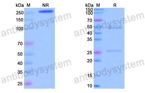 Anti-DNA Antibody (202.33)