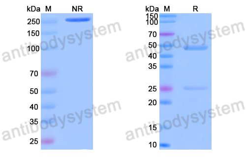 Anti-DNA Antibody (111.19)