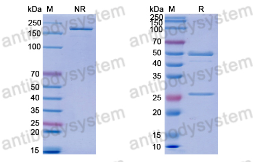 Anti-DNA Antibody (111.61)