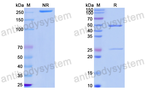 Anti-DNA Antibody (17s.5)