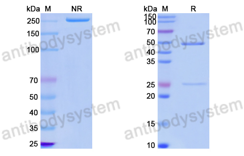 Anti-DNA Antibody (202.54)