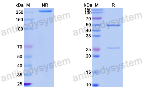 Anti-DNA Antibody (111.67)