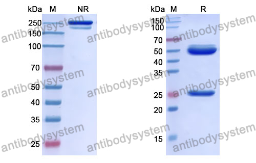 Anti-DNA Antibody (185.6)