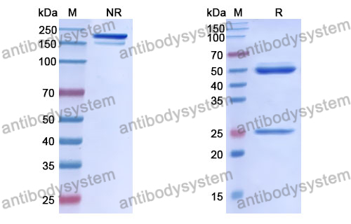 Anti-DNA Antibody (17s.166)