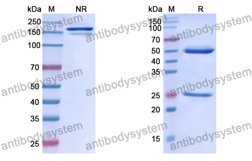 Anti-DNA Antibody (163.47)