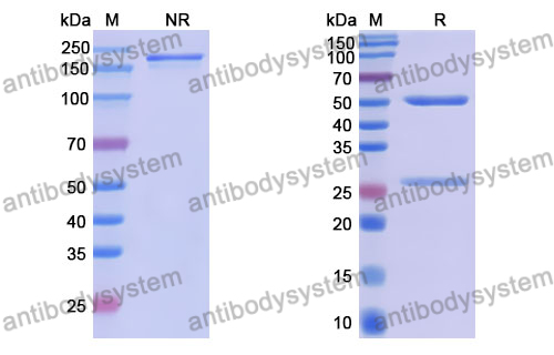 Anti-DNA Antibody (202.105)