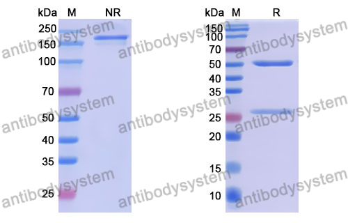 Anti-DNA Antibody (17s.2)