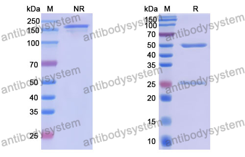 Anti-DNA Antibody (163.43)