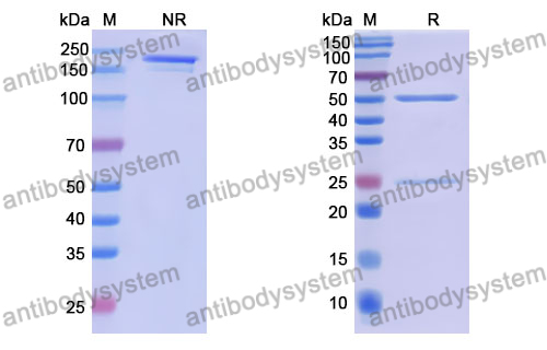 Anti-DNA Antibody (163.72)