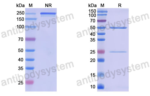 Anti-DNA Antibody (111.34)