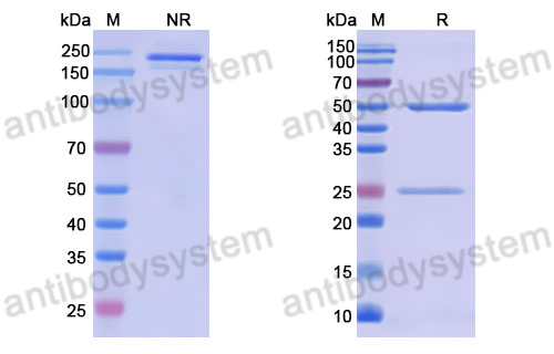 Anti-DNA Antibody (165.33)